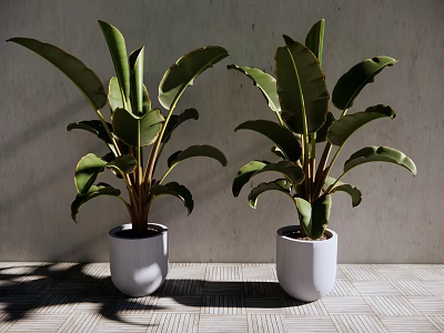 Leafy Potted Plants With Large Green Leaves In White Pots Against Gray Wall 3d model