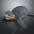 Modern Turtle Little Turtle Sea Turtle 3d model