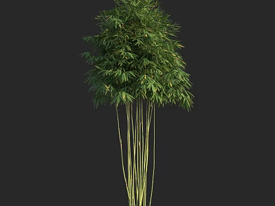 Healthy Lush Green Bamboo Plant With Multiple Tall Stems And Fresh Leaves 3d model