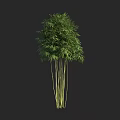 Healthy Lush Green Bamboo Plant With Multiple Tall Stems And Fresh Leaves