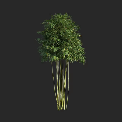 Healthy Lush Green Bamboo Plant With Multiple Tall Stems And Fresh Leaves 3d model