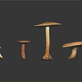 Different Types of Colorful Mushrooms With Unique Shapes And Textures On Black Background