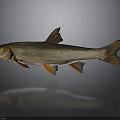 Realistic Silver Orange Fish with Detailed Fins and Tail on Gray Reflective Background