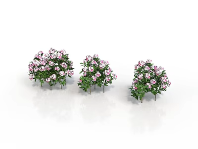 Three Decorative Shrubs With Pink Flowers And Green Leaves On White Background 3d model