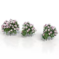 Three Decorative Shrubs With Pink Flowers And Green Leaves On White Background