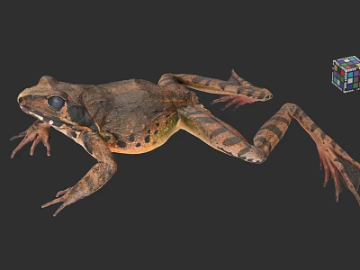 Aquatic Frog with Brown Spotted Skin Large Black Eyes and Detailed Limbs 3d model