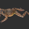 Aquatic Frog with Brown Spotted Skin Large Black Eyes and Detailed Limbs