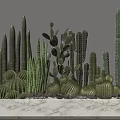 Various Types of Cactus Potted Plants with Small Stones on White Countertop