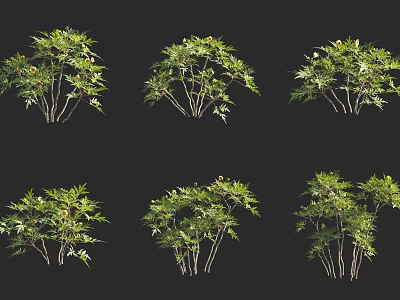 Multiple Green Leafy Plants With Thin Branches And Lush Foliage On Black Background 3d model