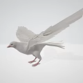 Graceful White Dove Flying with Spread Wings in Light Colored Background 3d model