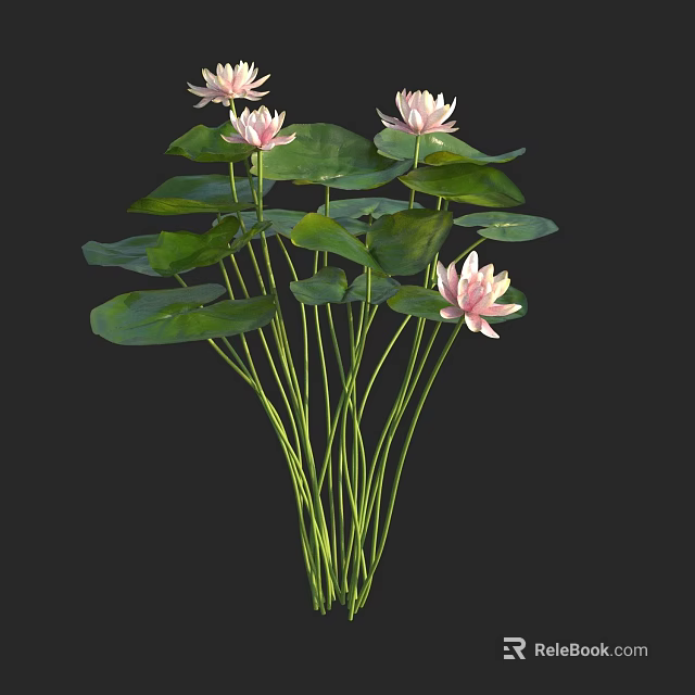 Aquatic Plants Water Lilies With Pink Flowers Green Leaves And Long Stems 3d model 