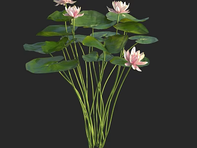 Aquatic Plants Water Lilies With Pink Flowers Green Leaves And Long Stems 3d model