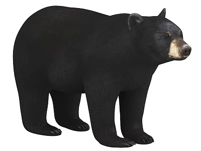 Black Bear Realistic 3D Model With Standing Posture And Natural Fur Details 3d model