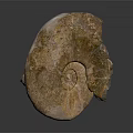 Ancient Ammonite Fossil With Spiral Shape And Brown Yellow Textured Surface