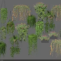 Lush Green Hanging Basket Plants With Various Trailing Vines And Decorative Foliage