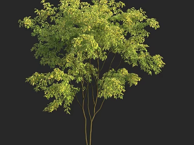 Lush Arbor With Green Leaves And Brown Trunk In Natural Form Isolated On Dark Background 3d model