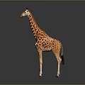 Giraffe Standing With Long Neck And Brown White Spots On Gray Background