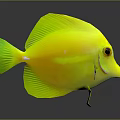 Vibrant Bright Yellow Tropical Fish With Green Fins And Distinctive Eyes On Dark Reflective Background