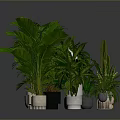 Various Types of Potted Plants Arranged On Gray Background With Lush Green Leaves