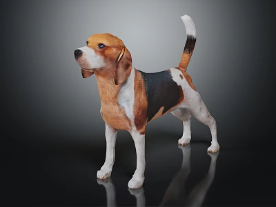 Standing Beagle Dog With Brown White And Black Smooth Coat On Dark Background With Reflection 3d model