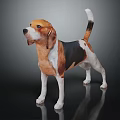 Standing Beagle Dog With Brown White And Black Smooth Coat On Dark Background With Reflection