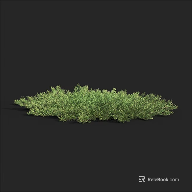 Lush Green Shrub with Dense Foliage Growing in Natural Outdoor Environment 3d model 