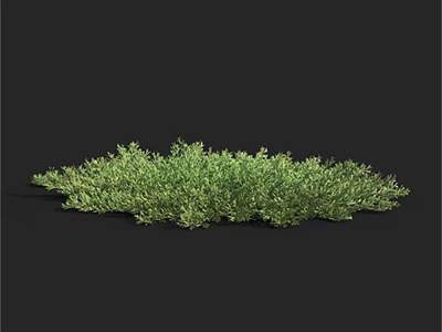 Lush Green Shrub with Dense Foliage Growing in Natural Outdoor Environment 3d model