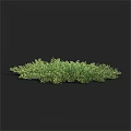 Lush Green Shrub with Dense Foliage Growing in Natural Outdoor Environment