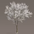 Snow Covered Arbor Tree With White Branches And Brown Trunk On Gray Background