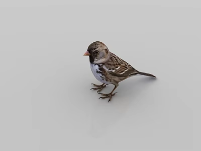 Cute Little Sparrow Standing On Plain White Background With Detailed Feathers 3d model