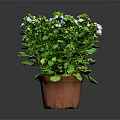 Potted Houseplant With Green Leaves White And Blue Small Flowers In Brown Pot