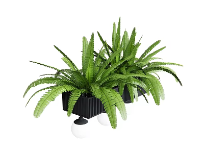 Lush Green Potted Fern Bonsai Plant in Black Pot with White Spherical Base 3d model