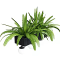 Lush Green Potted Fern Bonsai Plant in Black Pot with White Spherical Base