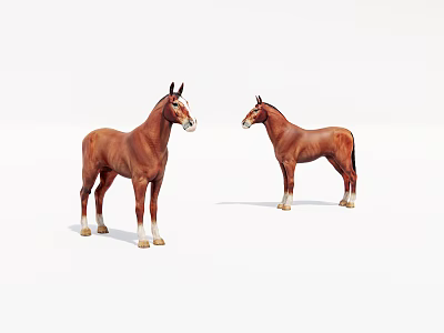 Two Brown Horses Standing On White Background With Natural Posture 3d model