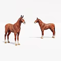 Two Brown Horses Standing On White Background With Natural Posture