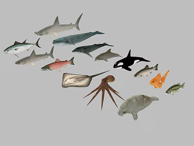 Modern Fish Marine Life Fish 3d model