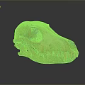 Detailed Mammal Skull Display With Natural Texture And Reflection On Dark Background