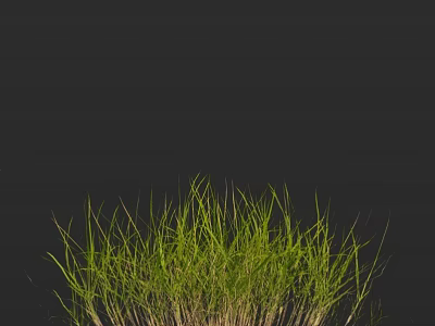 Fresh Green Grass With Lush Tall Blades Growing In Natural Outdoor Setting 3d model
