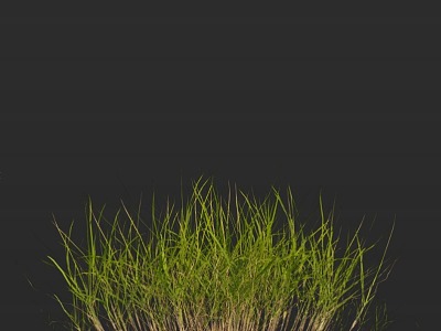 Modern Grass Lawn Grass 3d model