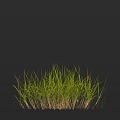 Modern Grass Lawn Grass 3d model