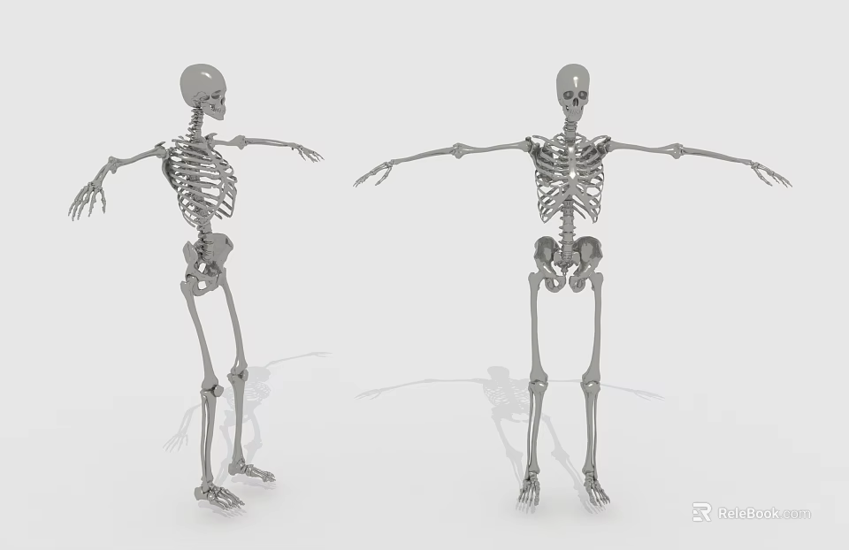 Two 3D Skeleton Models in Standing Pose With Arms Outstretched 3d model 