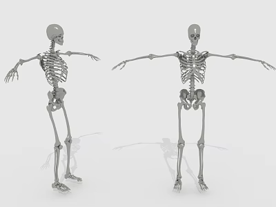 Two 3D Skeleton Models in Standing Pose With Arms Outstretched 3d model