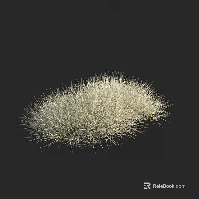 Light Colored Grass Plant on Black Background for Natural Decoration 3d model 