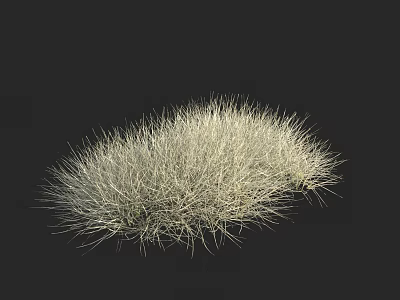 Light Colored Grass Plant on Black Background for Natural Decoration 3d model