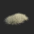 Light Colored Grass Plant on Black Background for Natural Decoration 3d model