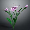 Pink Flowers with Green Stems Leaves and Buds on Gray Background