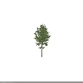 Tall Green Leafy Arbor Tree With Straight Trunk And Dense Foliage 3d model