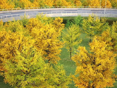 Golden yellow trees in autumn landscape with vibrant leaves green grass and road 3d model