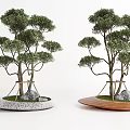 Decorative Tree Planter Design With Multi Branched Trees Stones Gray Concrete And Wooden Bases