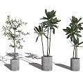 Minimalist Bonsai Potted Plants With Gray Cylindrical Pots And Green Leaves